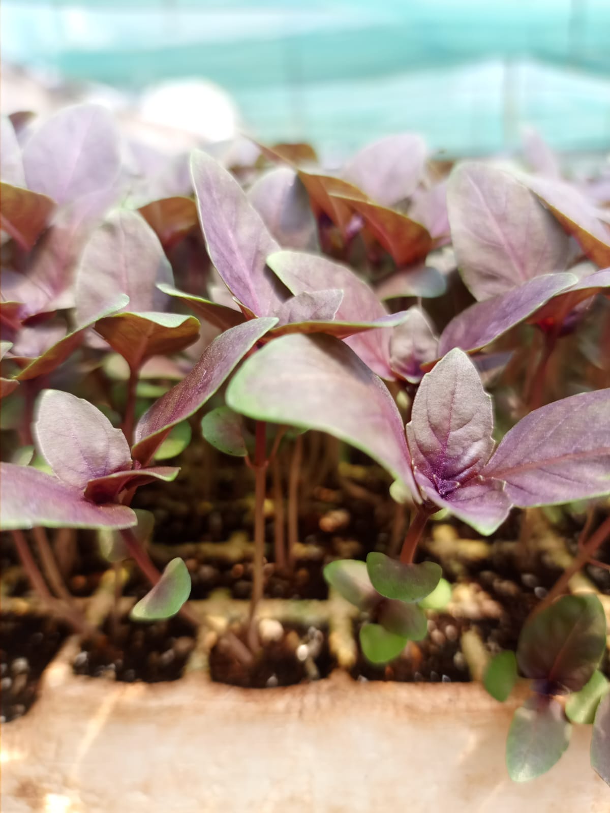 New Agrodeal seedling propagation